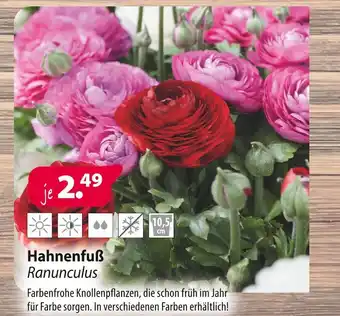 Kiebitzmarkt Hahnenfuß ranunculus Angebot