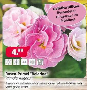 Kiebitzmarkt Rosen-primel belarina Angebot