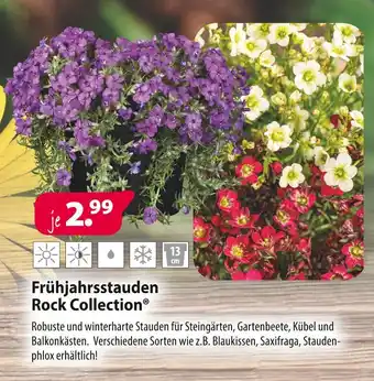 Kiebitzmarkt Rock collection frühjahrsstauden Angebot