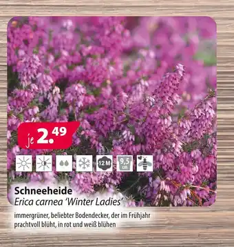 Kiebitzmarkt Erica carnea schneeheide 'winter ladies' Angebot