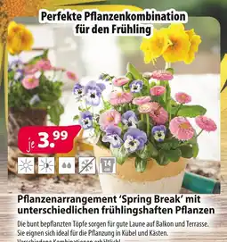 Kiebitzmarkt Pflanzenarrangement 'spring break' mit unterschiedlichen frühlingshaften pflanzen Angebot