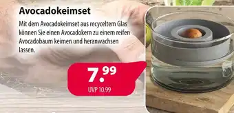 Kiebitzmarkt Avocadokeimset Angebot