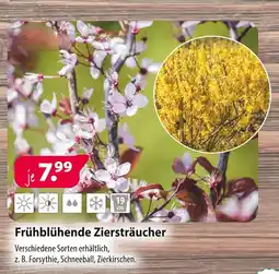 Kiebitzmarkt Frühblühende ziersträucher Angebot