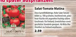 Kiebitzmarkt Salat-tomate matina Angebot