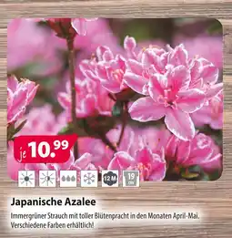 Kiebitzmarkt Japanische azalee Angebot