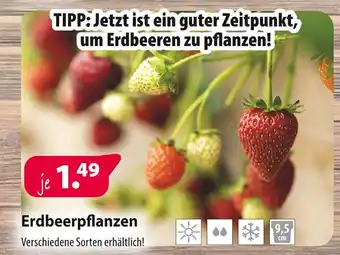 Kiebitzmarkt Erdbeerpflanzen Angebot