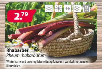 Kiebitzmarkt Rhabarber Angebot