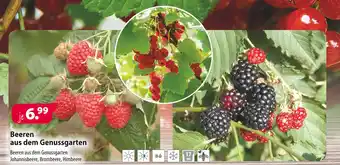 Kiebitzmarkt Beeren aus dem genussgarten Angebot