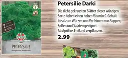 Kiebitzmarkt Sperli petersilie darki Angebot