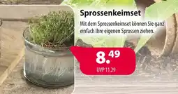 Kiebitzmarkt Sprossenkeimset Angebot