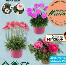 Aldi Süd Gardenline Frühlingsblüher Angebot