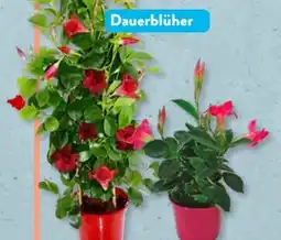 Aldi Süd Gardenline Dipladenia Angebot