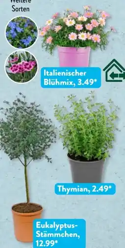 Aldi Süd Gardenline Kräutermix Angebot