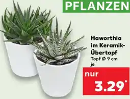 Kaufland Haworthia im Keramik Übertopf Angebot