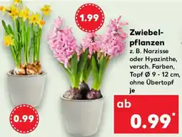 Kaufland Zwiebelpflanzen Angebot