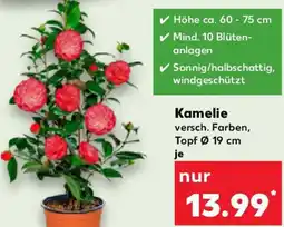 Kaufland Kamelie Angebot