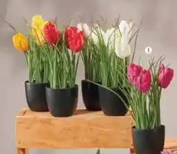 Handelshof KUNST-TULPEN Angebot