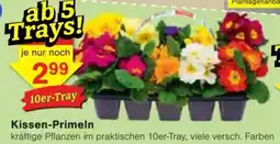 Jawoll Kissen-Primeln Angebot