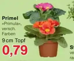 Jawoll Primel Angebot