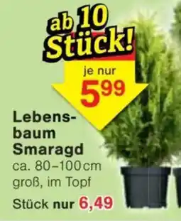 Jawoll Lebens- baum Smaragd Angebot