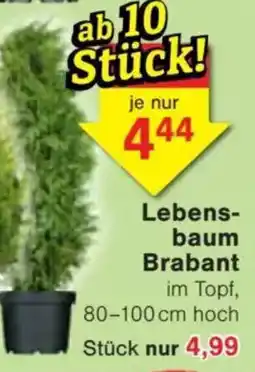 Jawoll Lebens- baum Brabant Angebot