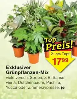 Jawoll Exklusiver Grünpflanzen-Mix Angebot