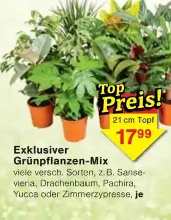 Jawoll Exklusiver Grünpflanzen-Mix Angebot