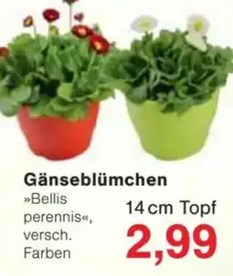 Jawoll Gänseblümchen Angebot