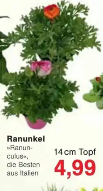 Jawoll Ranunkel Angebot