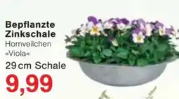 Jawoll Bepflanzte Zinkschale Angebot