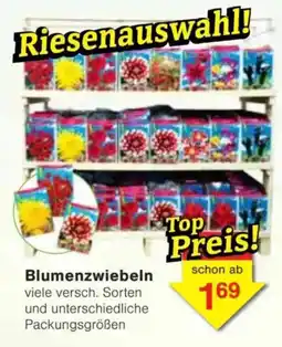 Jawoll Blumenzwiebeln Angebot