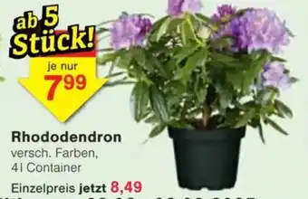 Jawoll Rhododendron Angebot