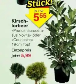 Jawoll Kirsch- lorbeer Angebot