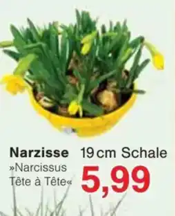 Jawoll Narzisse Angebot