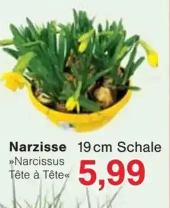 Jawoll Narzisse Angebot