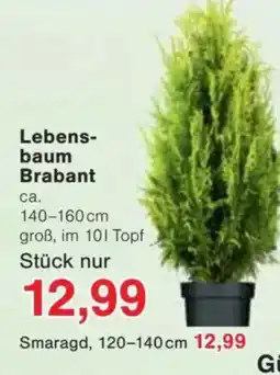 Jawoll Lebens- baum Brabant Angebot