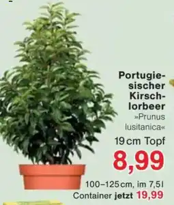 Jawoll Portugie- sischer Kirsch- lorbeer Angebot