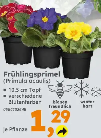 Globus Baumarkt Frühlingsprimel (Primula acaulis) Angebot