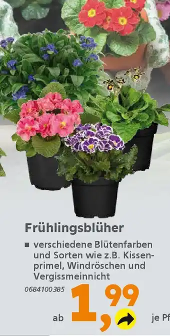 Globus Baumarkt Frühlingsblüher Angebot