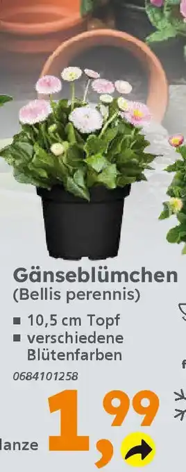 Globus Baumarkt Gänseblümchen Angebot