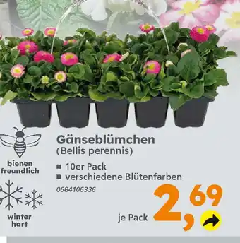 Globus Baumarkt Gänseblümchen Angebot