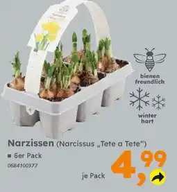 Globus Baumarkt Narzissen Angebot