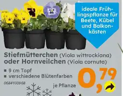 Globus Baumarkt Stiefmütterchen oder Hornveilchen Angebot