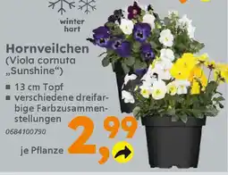 Globus Baumarkt Hornveilchen Angebot