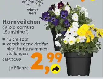 Globus Baumarkt Hornveilchen Angebot