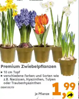 Globus Baumarkt Premium Zwiebelpflanzen Angebot