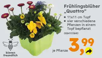 Globus Baumarkt Frühlingsblüher „Quattro“ Angebot