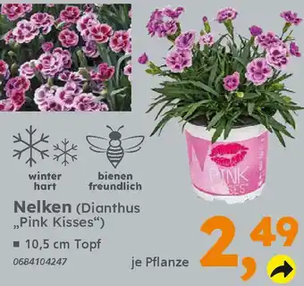 Globus Baumarkt Nelken (Dianthus ,,Pink Kisses") Angebot