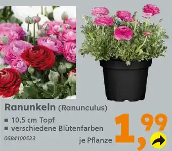 Globus Baumarkt Ranunkeln (Ranunculus) Angebot