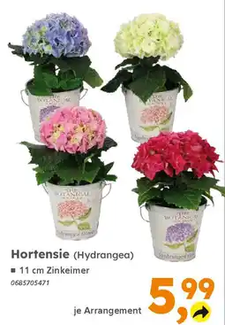 Globus Baumarkt Hortensie (Hydrangea) Angebot